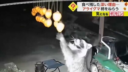 アライグマ「干し柿」狙うも食べ残し…渋くて食べられず？　器用に引きちぎる様子がカメラに　岐阜県