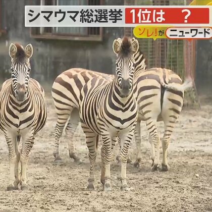 動物園初の「シマウマ総選挙」開催　メスのコナツ（8）が1位に　決め手は「写真写りの良さ？」　宮崎市
