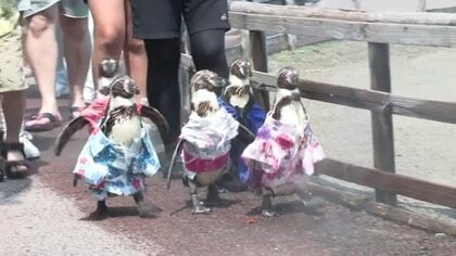 「そうめん流し」ならぬ「アジ流し」でペンギンが涼む　猛暑の夏に動物園が仕掛けた演出が話題【鹿児島】
