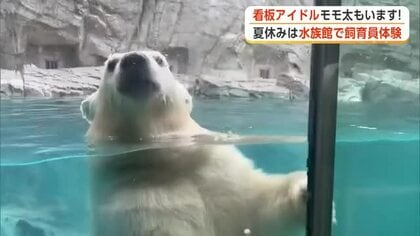 モモ太を見た後は夏休みだけの特別体験！男鹿水族館GAOの裏側へ　生き物にタッチ、餌やりも　秋田