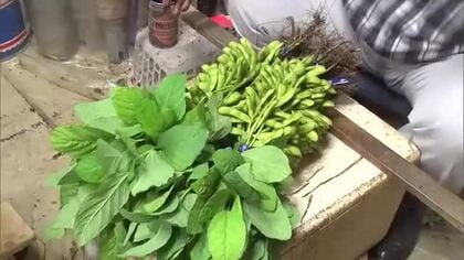 ブランド枝豆“弥彦むすめ”出荷ピーク！新潟県内で最も早く食卓に「ゆっくり味わって」