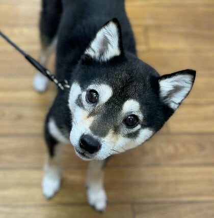 犬は飼い主と再会した時、涙の量が増える…どんな感情?「犬の涙」の研究者に聞いた 