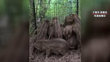 【驚き】箱わなに子供イノシシ15匹捕獲 地元農家｢親イノシシ4匹も早く捕まえてほしい｣【千葉でイノシシ被害急増】