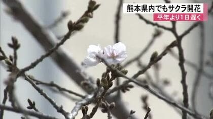 熊本県内でも「サクラの開花」　平年より１日遅く