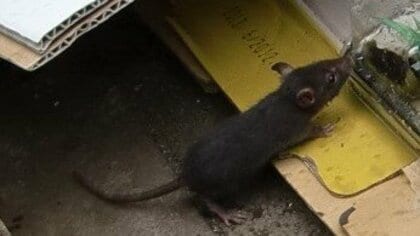 【危険】寝たきりの高齢者がかじられることも…東京都心でネズミ急増！体長40センチ超の“特大ネズミ”も　区などによる駆除大作戦が決行