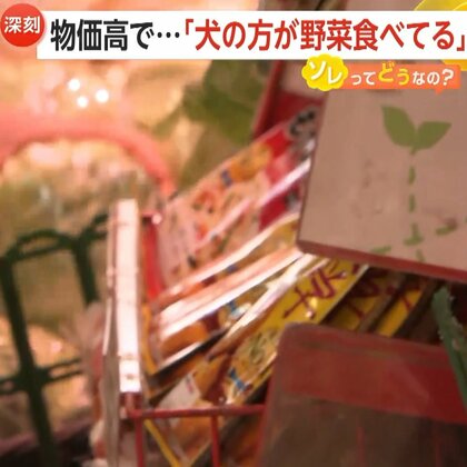 「犬の方が野菜食べてる」キャベツ1玉1090円も…実質賃金4カ月連続マイナス　今春に初任給33万円企業も出てくるなかで「物価高に合わせた給与の上がりなくツライ」との声も
