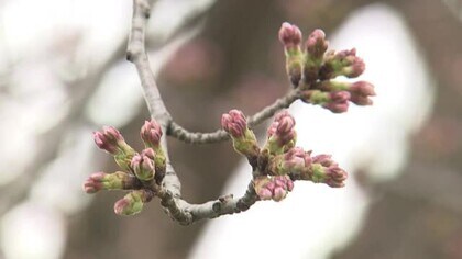 「標本木」って？　不測の事態に備え“サブ”も存在　福井地方気象台に潜入取材　各地の満開予想も