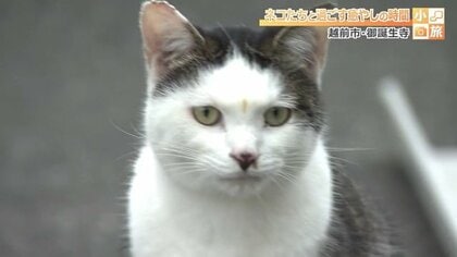 境内に捨てられた子ネコ4匹の保護から300匹を里親につないだ“猫寺”　全長7メートル石仏の膝にもネコ【福井】