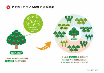 アセロラの研究促進に期待~最新ロングリード技術によるアセロラ全ゲノム解読~