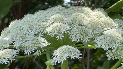 “猛毒植物”少なくとも2年前から生育か 札幌中心部「北海道大学」構内に触れると重い皮膚炎起こす“バイカルハナウド”とみられる植物―草花撮影が趣味の人 2年前に同じ場所で撮った画像が