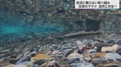 「在来のヤマメ守りたい」放流に頼らぬ環境作り　小丸川で進む人工産卵場の造成とヤマメの繁殖行動を確認