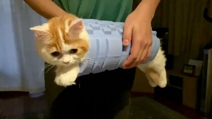 “筋膜ローラー”と子猫が合体!? すっぽり収まって運ばれる姿がかわいい
