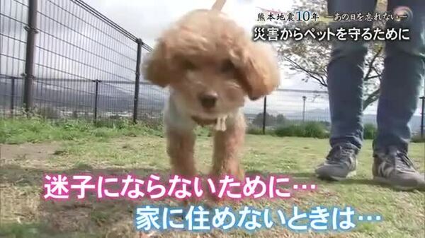 『熊本地震１０年 あの日を忘れない』災害からペットを守るためには｜FNNプライムオンライン