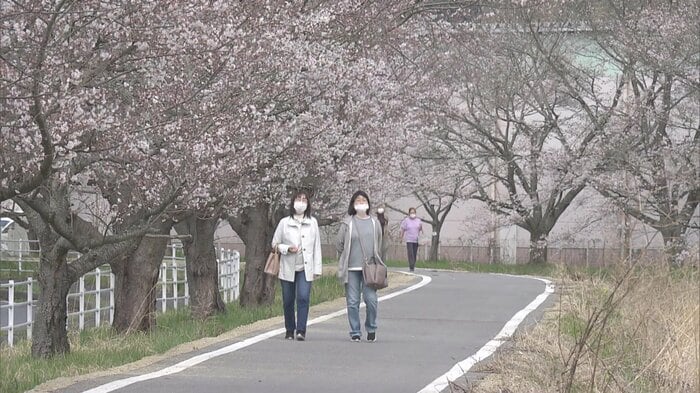 鹿島の千本桜(福島県いわき市)2025年4月7日撮影