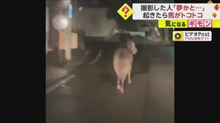 まだ暗い朝の道路を走るポニーの姿
