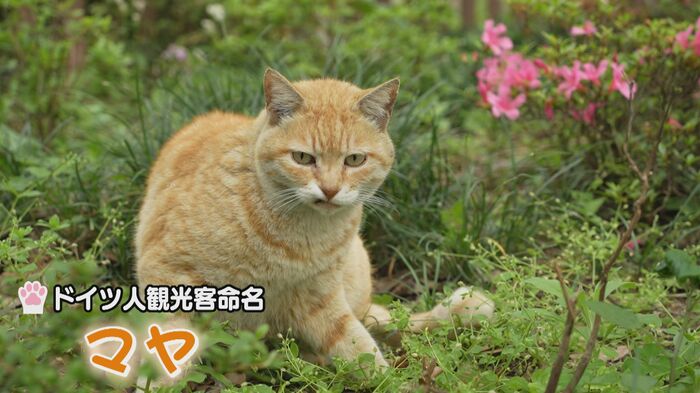 八坂神社の最古参「マヤ」