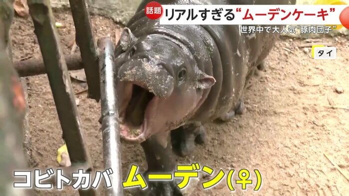 怒っているような様子も人気のムーデン(Khao Kheow Open Zoo)