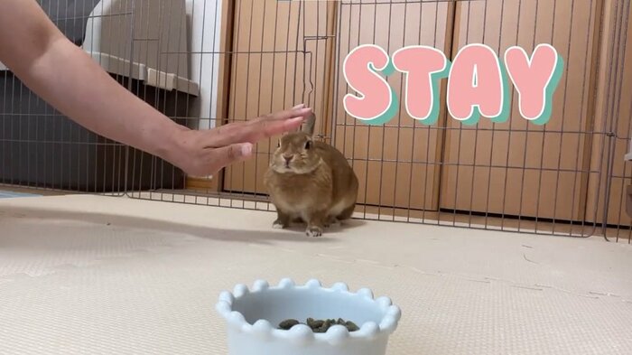 むぎちゃんの目線の先はご飯の入ったお皿