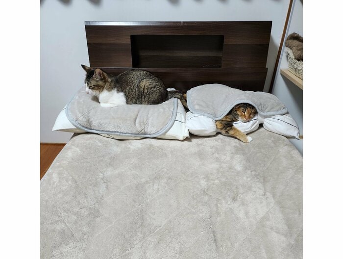 左:新しい枕に乗るももちゃん 右:むぎちゃん(提供:にゃん報さん)