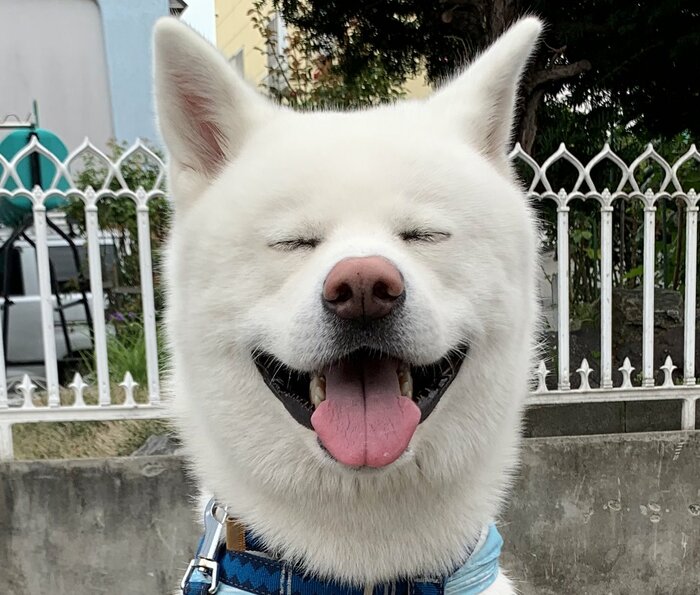 提供:秋田犬もんたろうさん