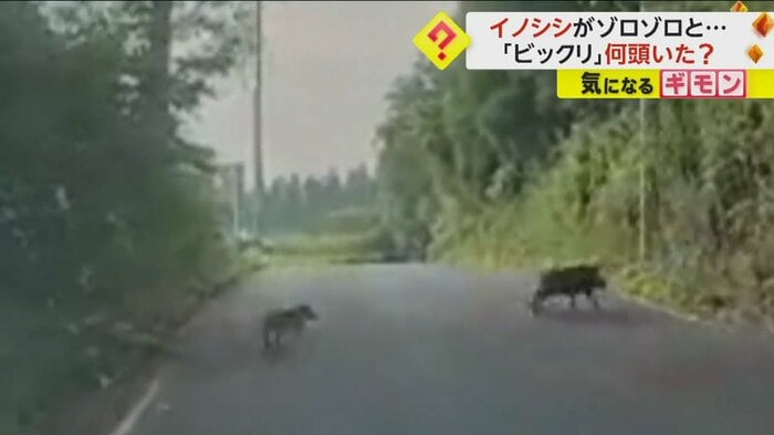 イノシシの群れが道路を横切る(FNN投稿サイト「ビデオPost」)