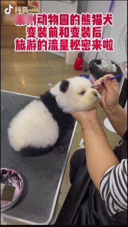 目の周りを黒くカラーされる犬(中国SNSより)