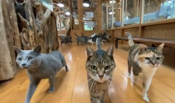 「ネコの部屋」の様子