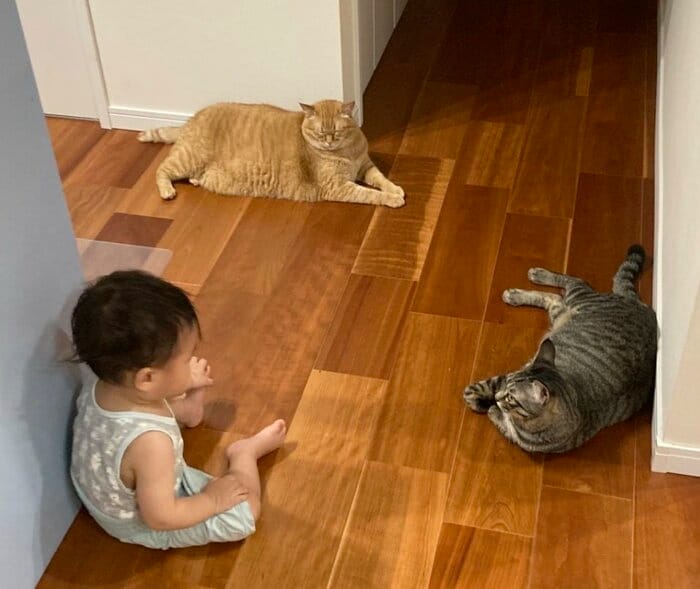 左:次男くん 中央:“兄猫”のすずくん(オス・7歳) 右:つむぎくん(提供:かぎしっぽすず&つむぎさん)