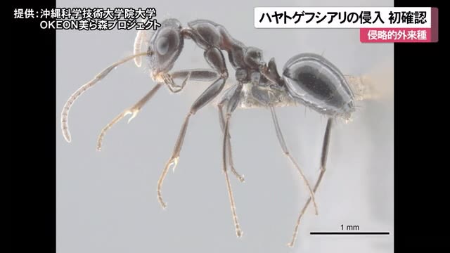 侵略的外来種ハヤトゲフシアリの侵入を初確認 定着の恐れも