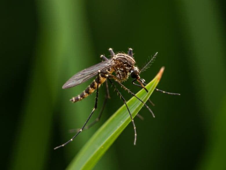 今年の夏は蚊に刺されるのが減った？原因は「猛暑」蚊も夏バテ？涼しくなる10月に活発化か｜FNNプライムオンライン