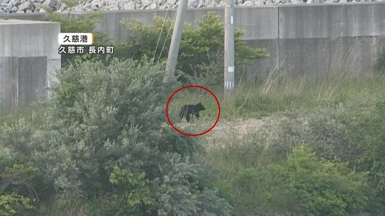 クマが久慈港内にとどまる　岩手・久慈市｜FNNプライムオンライン