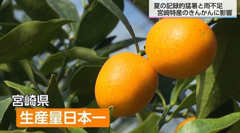 夏の記録的猛暑でハウス内が40度を超える日も　雨不足も重なり宮崎特産「きんかん」がピンチ　最高ブランド「たまたま」のサイズにも影響か｜FNNプライムオンライン