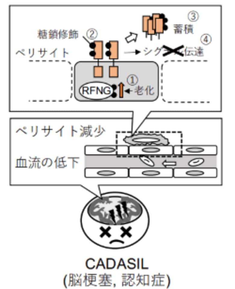 遺伝性脳小血管病を促す変異タンパク質蓄積の機構解明~NOTCH3 CADASIL変異型タンパク質は糖鎖修飾によって蓄積する~