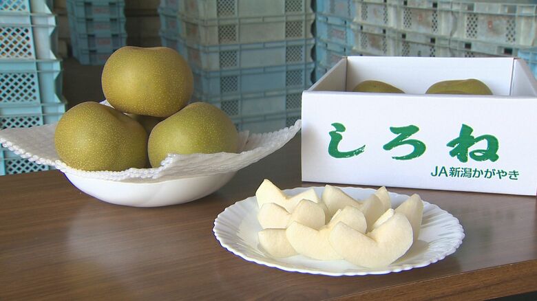 今年は甘さ凝縮！みずみずしい日本ナシ“幸水”の出荷始まる 暑い日続く中「冷やしておいしく食べて」新潟｜FNNプライムオンライン