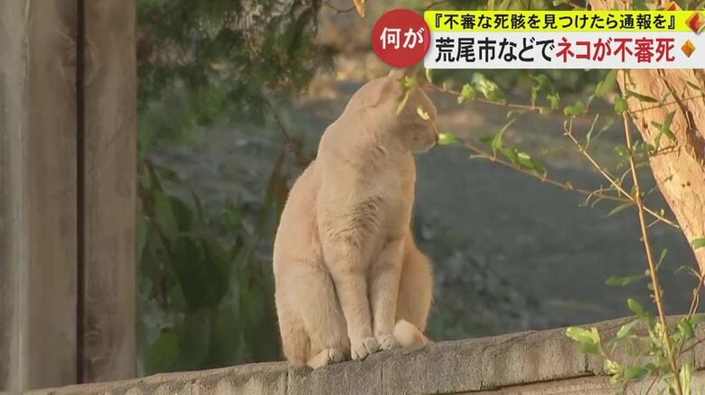 「ネコの頭が落ちている」熊本と福岡の県境で不審なネコの死骸6体“気味が悪い”　死骸の写真撮る不審人物の目撃も｜FNNプライムオンライン