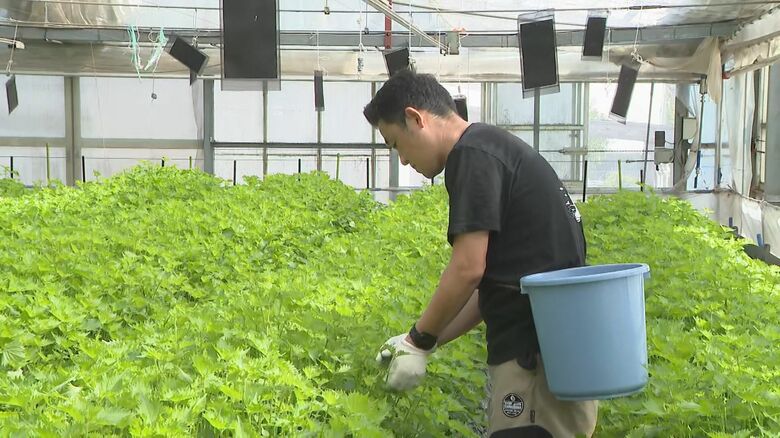 全国有数の産地…愛知県田原市で大葉の出荷作業が最盛期 日照時間が長かったため葉の厚みや形など品質良く｜FNNプライムオンライン