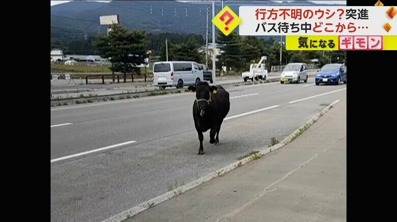 ウシが国道を走る(FNN投稿サイト「ビデオPost」)