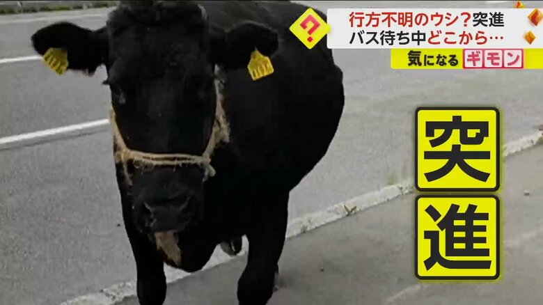 (FNN投稿サイト「ビデオPost」)