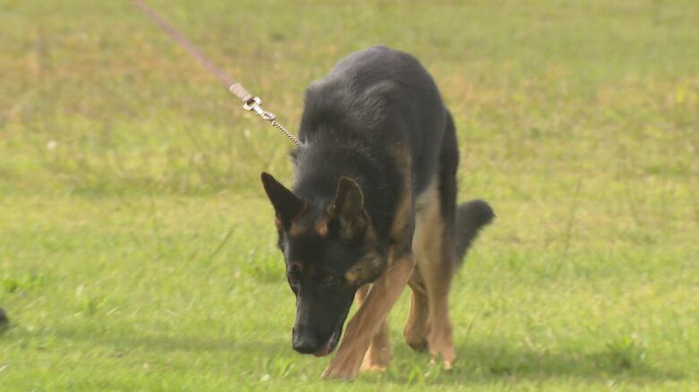新米警察犬「アイ」 1歳3カ月のシェパード
