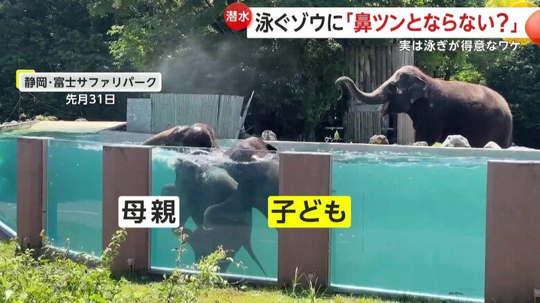 母親の後ろを子どもが追いかけるような形で親子一緒に泳ぐ姿