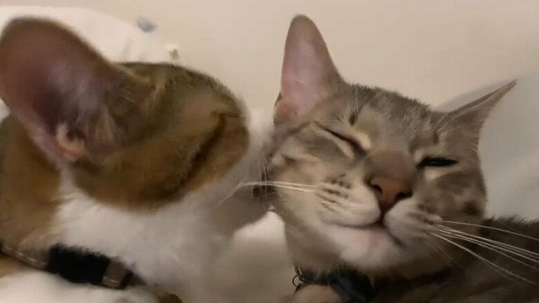 互いにグルーミングすることも