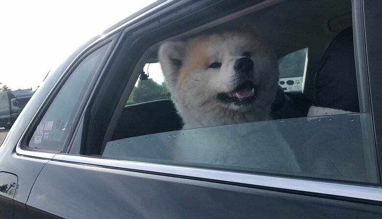 車に乗るのは好きだそう