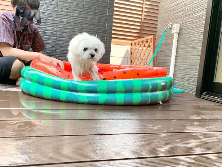 プールから出てくるわむうくん