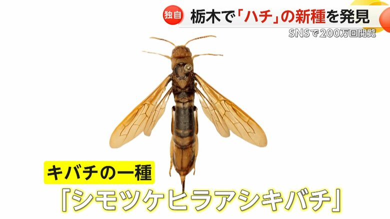 宇都宮市の雑木林で発見された「シモツケヒラアシキバチ」