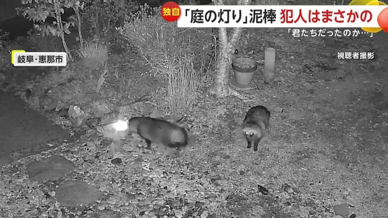 ライトに少しずつ近づき、あたりを見渡すもう1匹