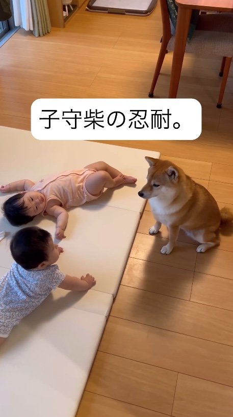 提供：柴犬　むぎさん