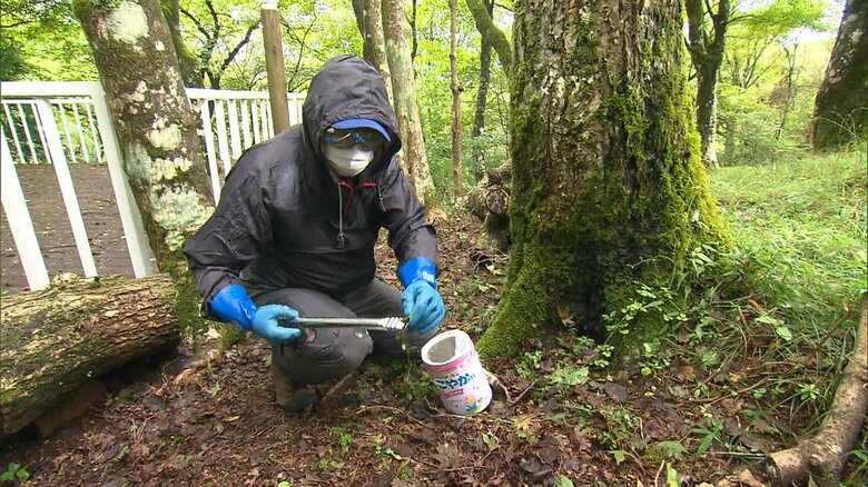 カエンタケを採る菊池さん