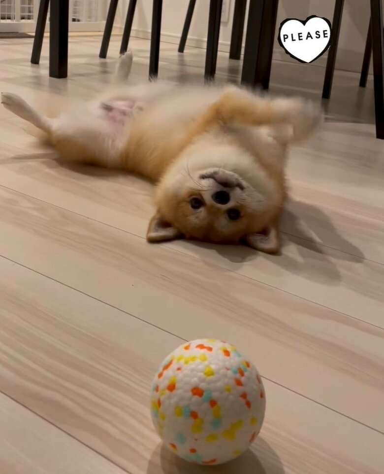 しかし、近くのおもちゃを取ってほしいとお願い