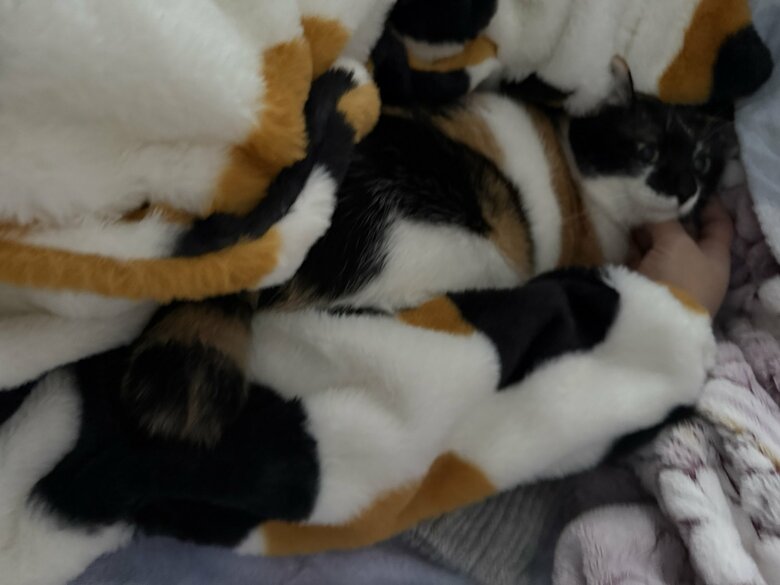 ルームウエアを着た飼い主さんの腕に抱かれて