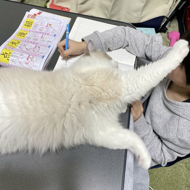 宿題の邪魔をしてくるという